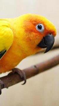 Yellow Bird Wallpapers HD screenshot 2