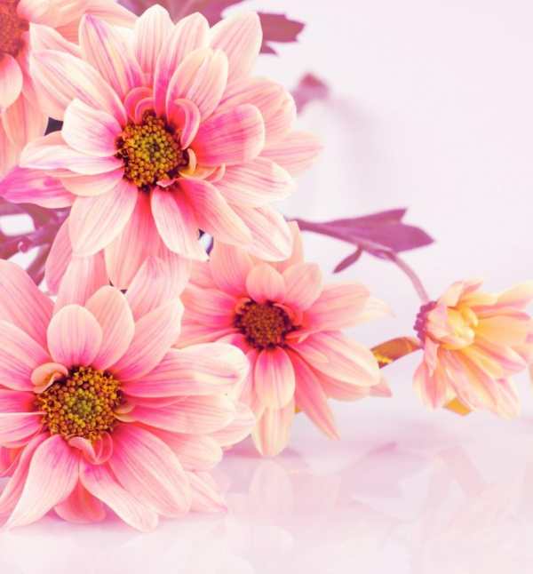 Beautiful Flowers Wallpaper screenshot 11