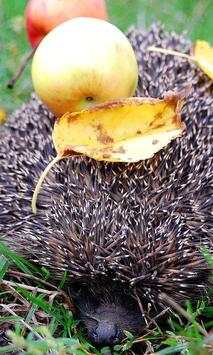 Hedgehog wallpapers screenshot 3