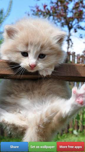 Cute Kitty Cats HD Wallpapers screenshot 5