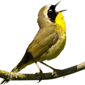 Bird Sounds icon