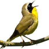 Bird Sounds 1.0