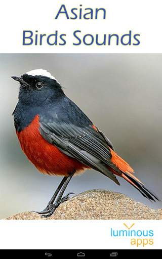 Asian Birds Sounds Free screenshot 17