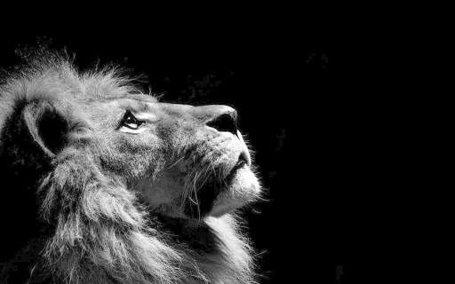Lion Wallpapers | hd backgrounds screenshot 13