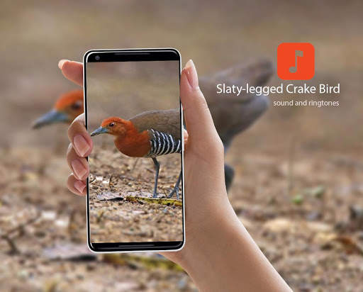 Slaty-legged Crake Bird Calls screenshot 1