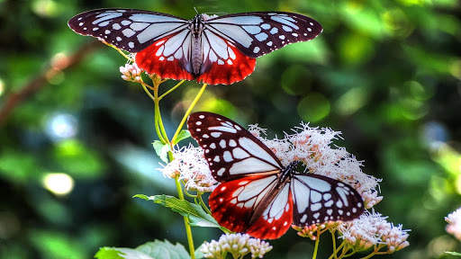 Butterfly Live Wallpaper (backgrounds) screenshot 8