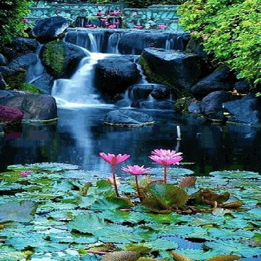 Lotus Garden Live Wallpaper 3