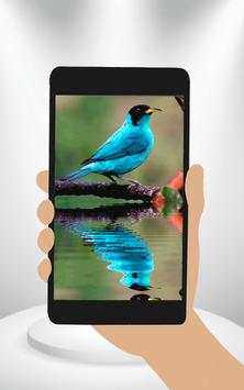 Bird Animated Wallpaper screenshot 2