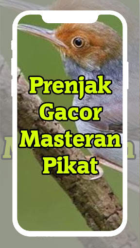 Suara Burung Prenjak Masteran dan Pancingan screenshot 3
