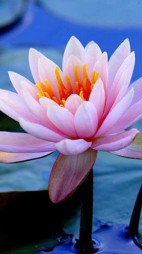 Flower Wallpaper 4K, Floral Background: Flowery screenshot 14