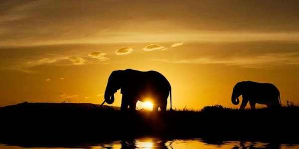 Elephants Live Wallpaper screenshot 2