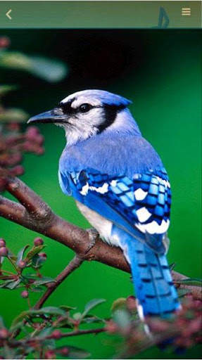 Free Bird Ringtones screenshot 6