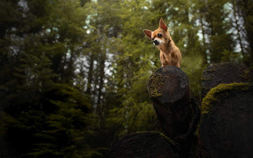 Chihuahua Wallpaper HD & 4k Backgrounds screenshot 21