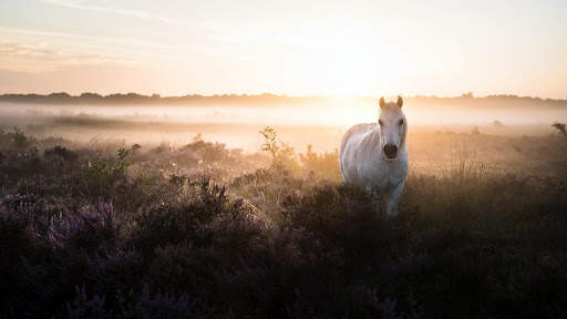 Horses Live Wallpaper : 7fon & LWP screenshot 13