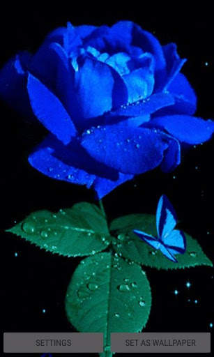 Blue Rose Beauty LWP screenshot 1
