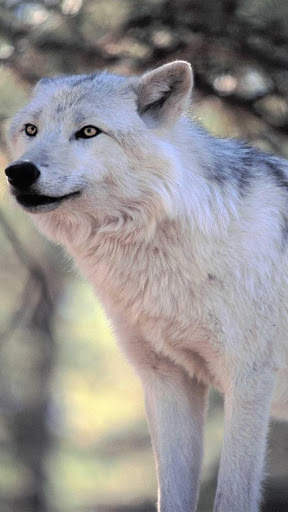 Wolf Wallpapers HD & 4k Backgrounds screenshot 5