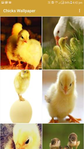Chicks Wallpapers screenshot 2