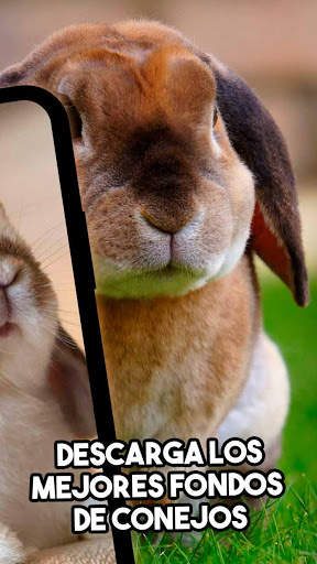 🐰 Conejos Fondos de Pantalla 🐰 - Lindos Conejos screenshot 2