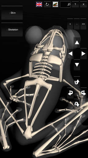 3D Frog Skeleton screenshot 7