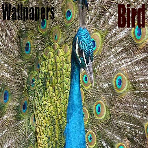 Bird Wallpapers Photos screenshot 1