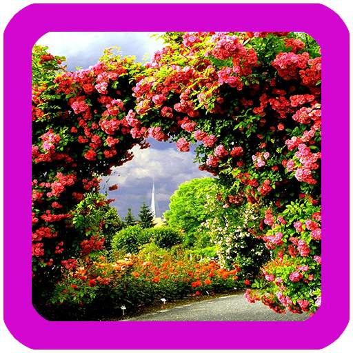 Rose Garden Wallpaper 1.0