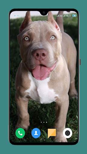 Pitbull Dog Wallpaper 4K screenshot 16