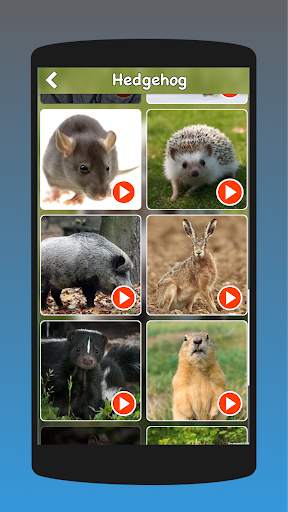 Animal Sounds, Animal Language, Animal Voice screenshot 3