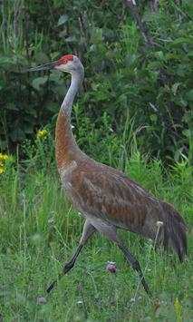 Sandhill Crane Wallpaper screenshot 3