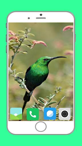 Birds Full HD Wallpaper स्क्रीनशॉट 10