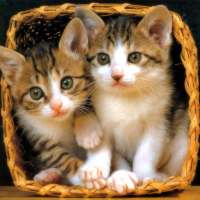Cute Wallpaper Cat HD Backgroun Beautifull