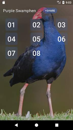 Purple Swamphen Sounds screenshot 1