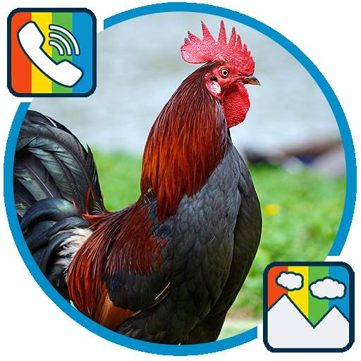 Rooster - RINGTONES and WALLPAPERS 1.0