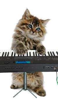Funny cats Dancing and playing screenshot 12
