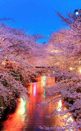 Sakura Live Wallpaper HD screenshot 4