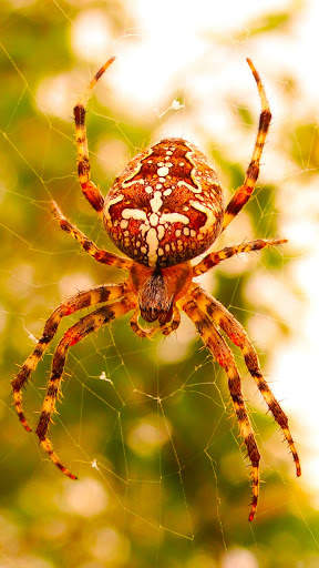 Spider Wallpapers screenshot 14