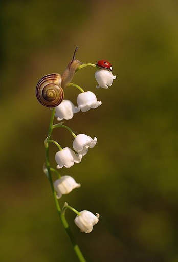 nature wallpaper 2021 screenshot 4