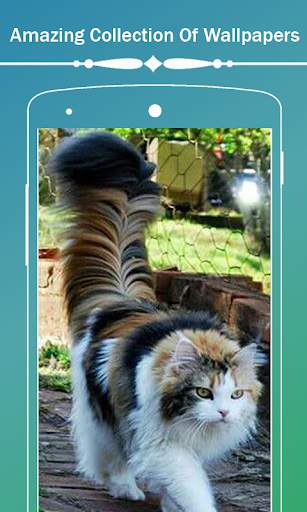 Cute Cat HD Wallpapers screenshot 1