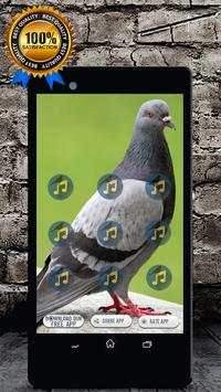 Pigeon Bird Call : Pigeon Song and Pigeon Sound screenshot 1