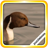 Jigsaw Puzzles: Lake Birds icon