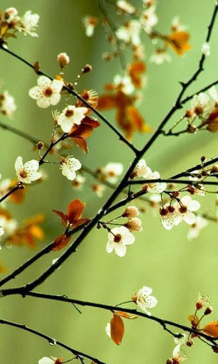 Spring Flowers Live Wallpaper screenshot 13