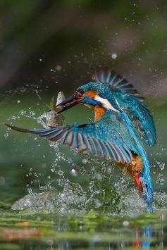 Bird HD Wallpaper screenshot 3