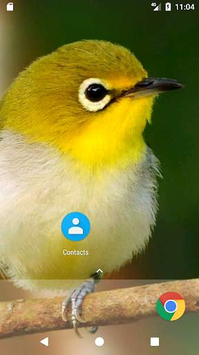 Sweet Bird HD FREE Wallpaper screenshot 3
