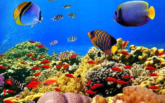 Aquarium HD Wallpaper screenshot 3
