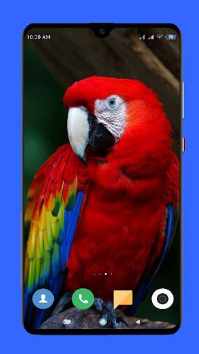 Parrot Wallpaper HD screenshot 6