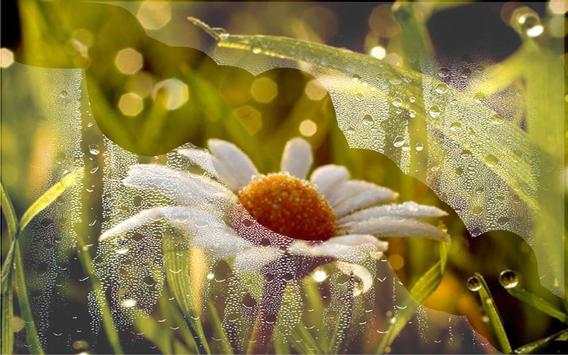 Daisy Photo LWP screenshot 5