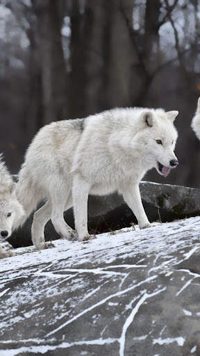 Wolf Wallpaper screenshot 4