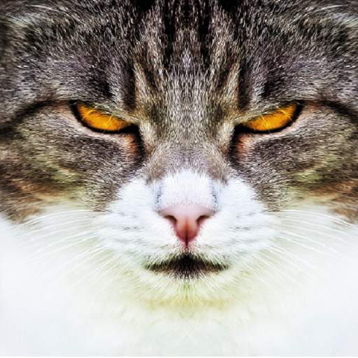 ❤️[FREE] HD Cat Wallpaper -Grumpy Cat -Funny Cat❤️ 3.2.0knoxwave