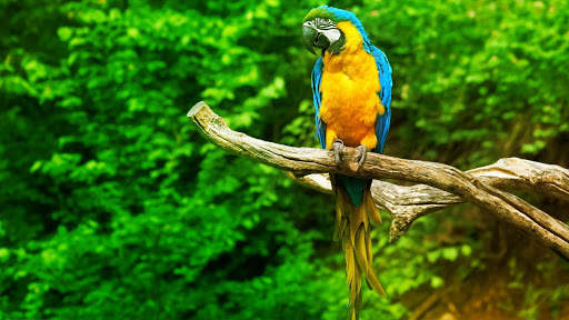 Parrots Live Wallpaper : 7fon & LWP screenshot 13
