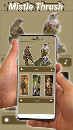 thrush birds screenshot 6
