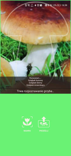 Na grzyby screenshot 2